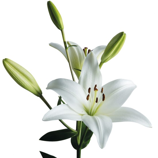 ΑΡΩΜΑ LILIUM LOTUS  (100ml)